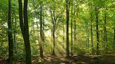 Image of trees