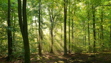 trees trees